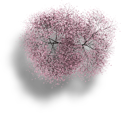 Cherry Blossom Tree Top Png (422x394), Png Download