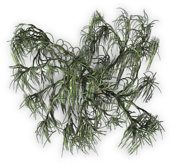 Post - Willow Tree (400x400), Png Download