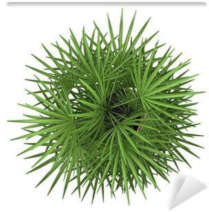 Top View Of Palm Tree In Pot Isolated On White Background - Plant Top View Png (400x400), Png Download