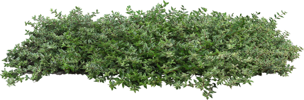 Gifs, Animation, Png Images - Transparent Background Shrubs Png (1024x339), Png Download