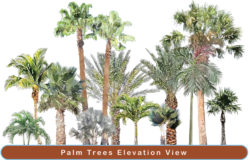 Top View People - Palm Plan Symbol Png (842x595), Png Download
