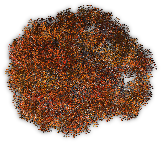 Trees Tree Blossoms Nature Red Autumn Topview Orange - Autumn (650x575), Png Download