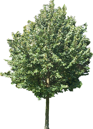 Tree Cut Out Picture In Png - Portable Network Graphics (300x418), Png Download