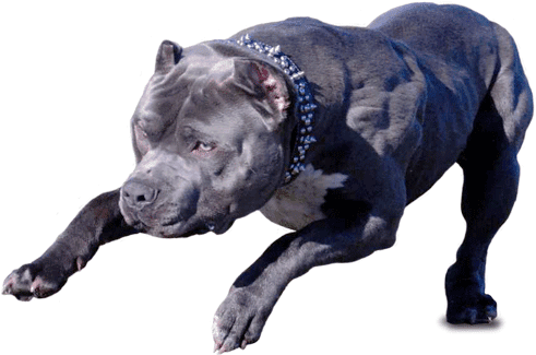 Pitbull Png - Danger Dog Png (499x340), Png Download