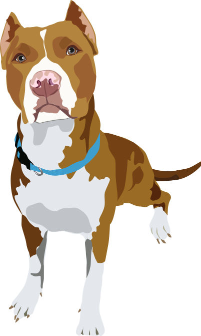 Pitbull Drawing, Pit Bull Art, Dog Paintings, Dog Portraits - Dog (402x671), Png Download
