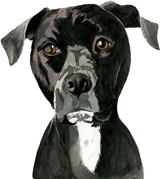 Bleed Area May Not Be Visible - American Pit Bull Terrier (600x645), Png Download