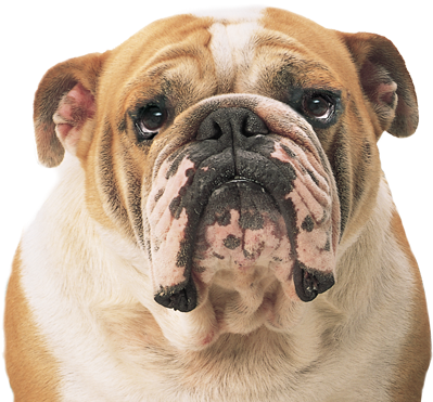 Png Transparent Images All - Bulldog Png (530x477), Png Download