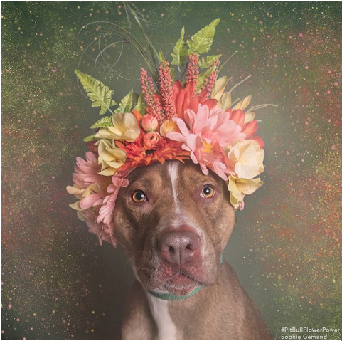 0 Replies 1 Retweet 4 Likes - Pit Bull (480x720), Png Download