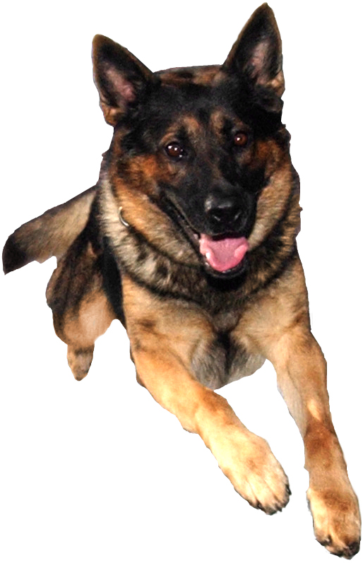 German Shepherd - Police Dog Transparent Background (514x797), Png Download