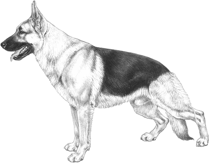 Clip Art Royalty Free Download Articles Dogwellnet - Pastore Tedesco Disegni Dei Cani (800x800), Png Download