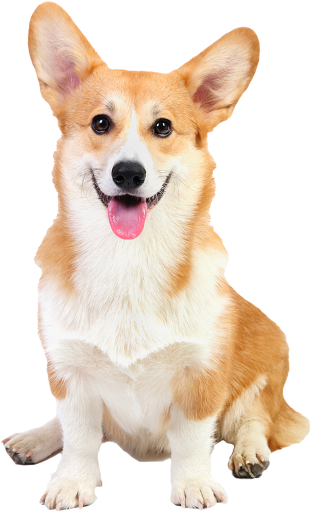 Corgi Herding Heading Pic - Pembroke Welsh Corgi Dog Canvas Print Picture Frame (500x750), Png Download