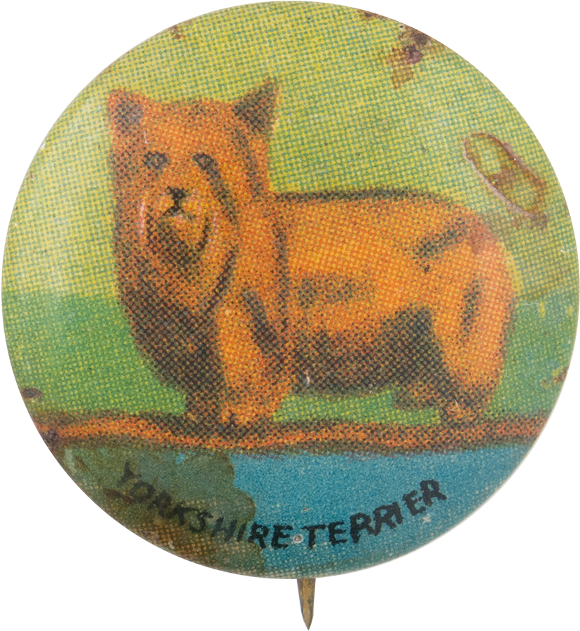 Yorkshire Terrier - Cardigan Welsh Corgi (1000x1019), Png Download
