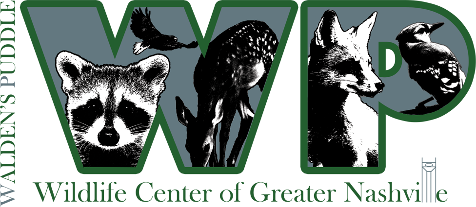 Waldens Puddle (976x426), Png Download