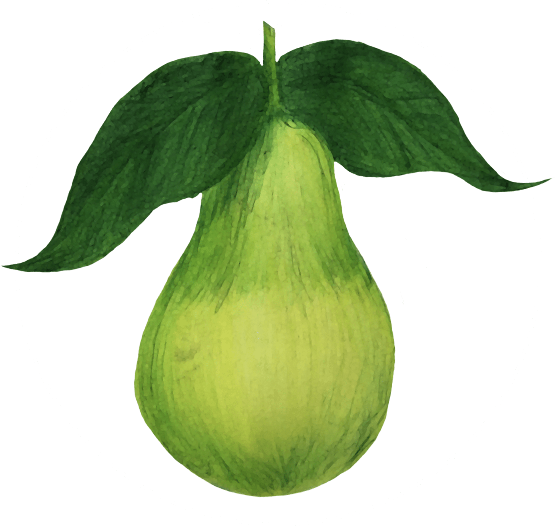 Attribute Motif Pear White - Pear (2000x2000), Png Download
