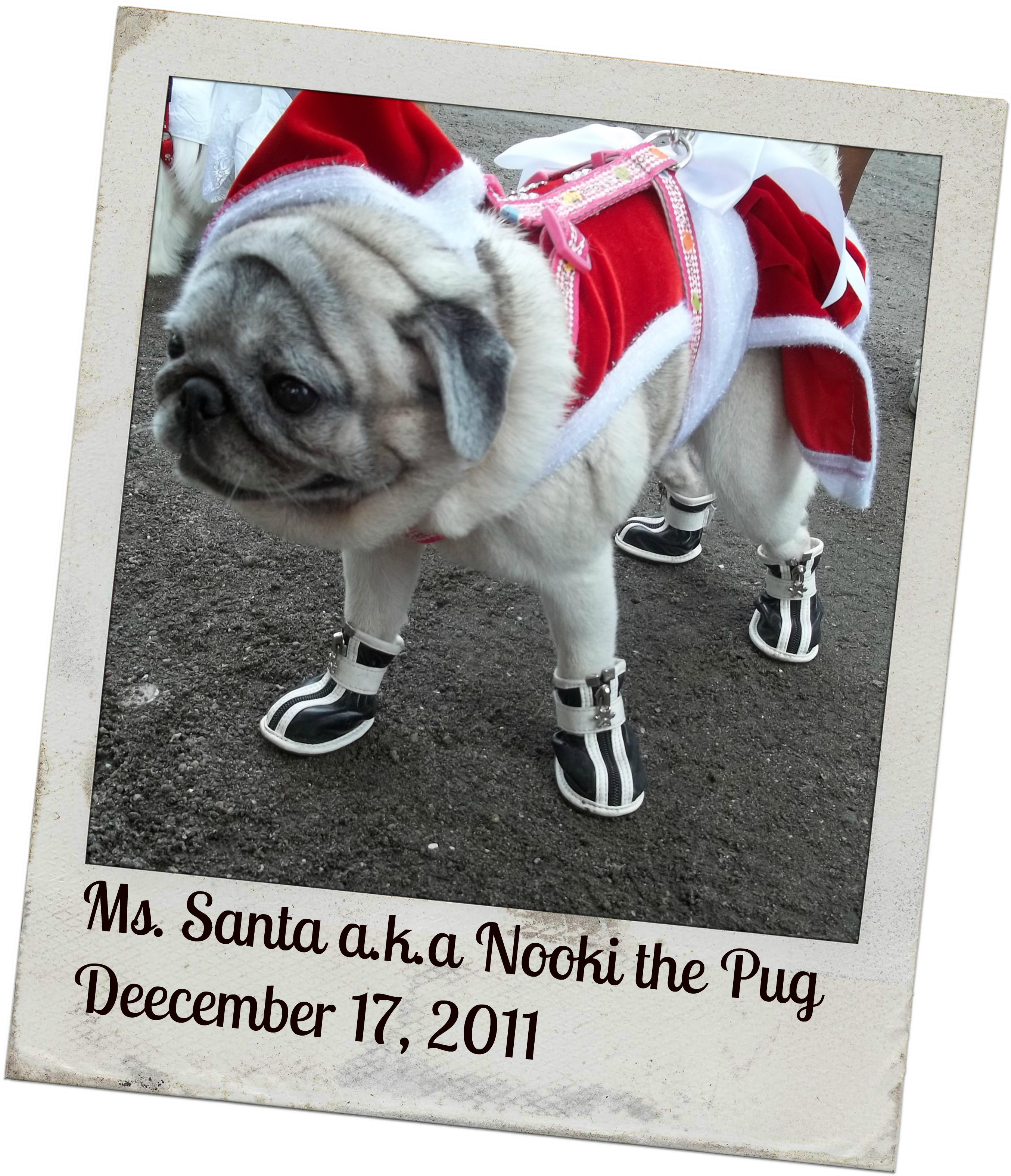 That's My First Impression On Nooki The Pug When I - Mrs. Claus (2721x3162), Png Download