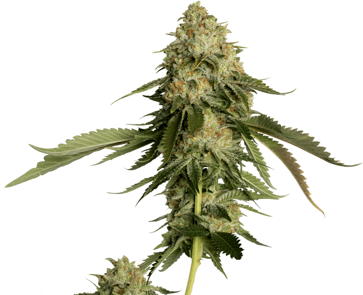 Dna Genetics Only Strives For The Highest - Thorns, Spines, And Prickles (774x594), Png Download