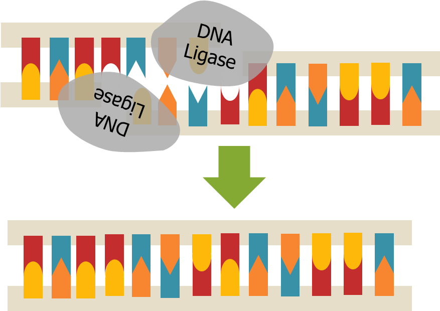 Heather Tsai Dna Ligase - Dna Ligase (927x639), Png Download