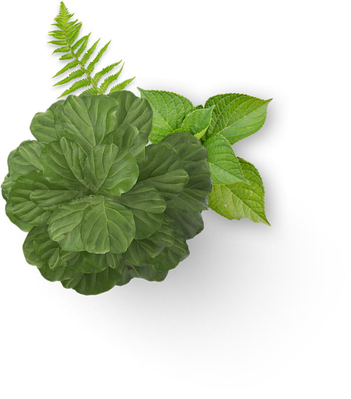 Parsley (698x794), Png Download