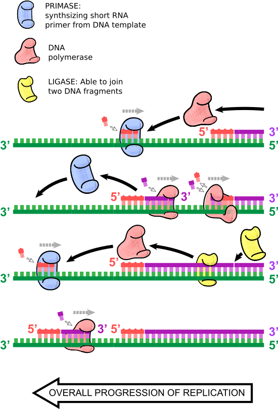 The Leading Strand Replication Drives The Replication - Stages Of Rna Replication (549x818), Png Download