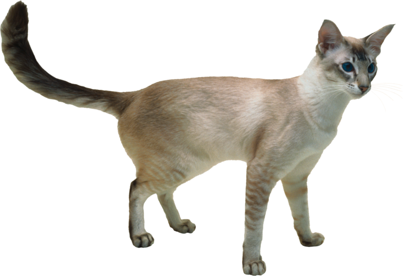 Cat Png, Download Png Image With Transparent Background, - Javanese Cat (800x547), Png Download