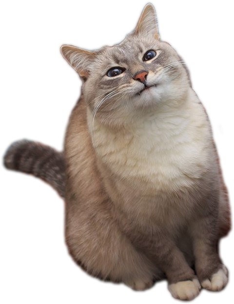 1447910258374 - Pancake Cat Png (514x662), Png Download