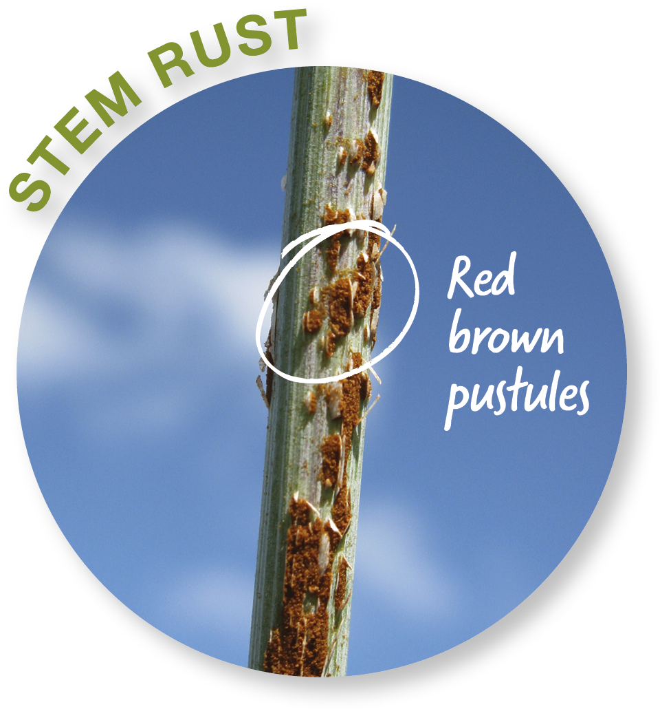 While Fungicides May Work Very Well On Leaf And Stripe (960x1030), Png Download