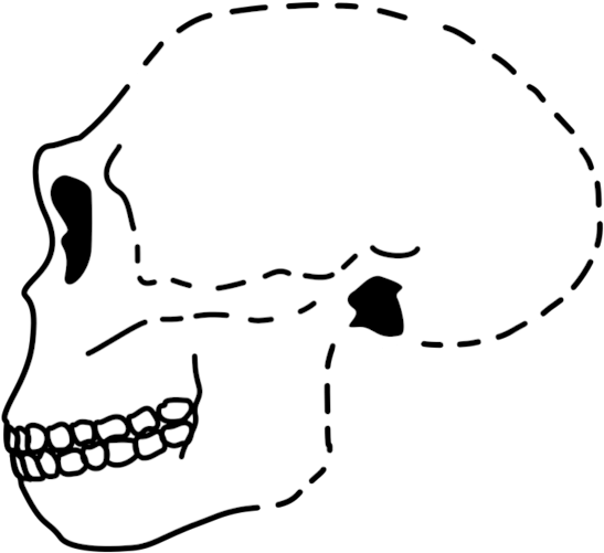 Antecessor Skull - Skull (613x600), Png Download