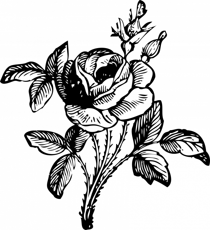 Medium Size Of How To Draw A Simple Flower Basket Rose (728x799), Png Download