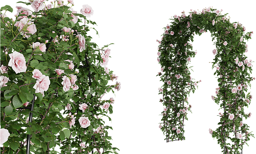 Hi Guys, My Name Is Ján Morek And I Have Started An - Garden Roses (1040x520), Png Download