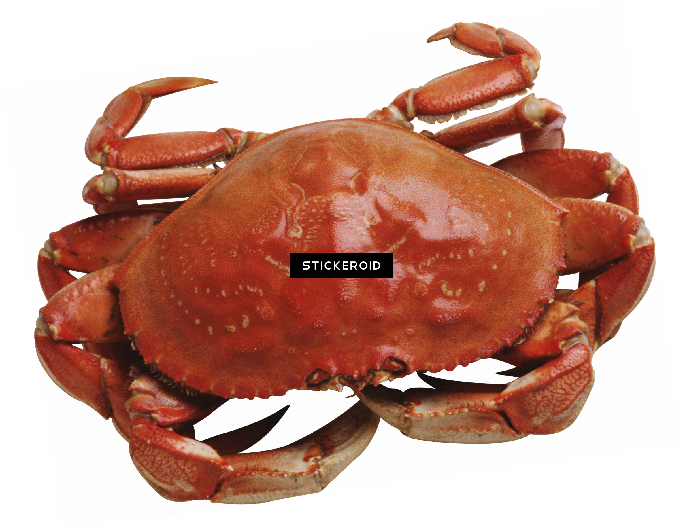 Crab - 螃蟹 图片 (2370x1844), Png Download