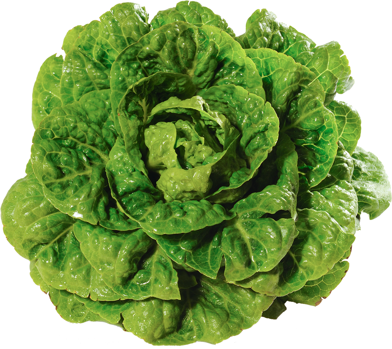 Salade Rouge Salade Frisée Laitue - Lechuga En Png (1300x1153), Png Download