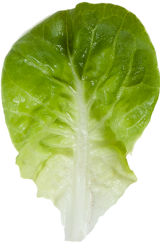 Salanova® Butterhead Green - Chard (1200x900), Png Download