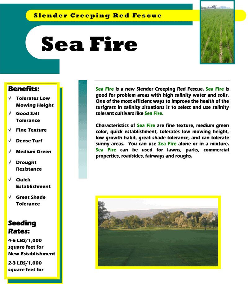 Sea Fire Slender Creeping Red Fescue - Smokey Bones (800x917), Png Download