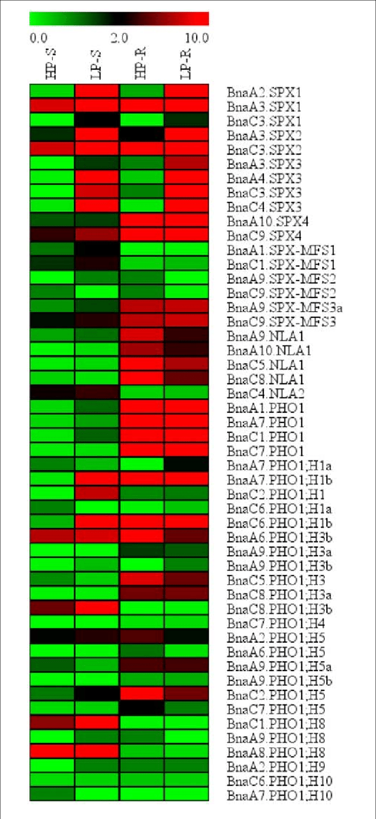 Normalized Gene Expression Values Are Shown In Different - Pattern (740x1611), Png Download
