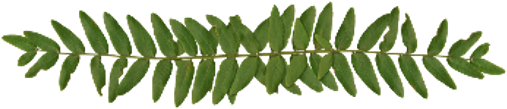 Leaves Leaf Plants Linie Linien Schmucklinien Divider - พี่ ทับทิม พี่ ปลื้ม (1024x1024), Png Download