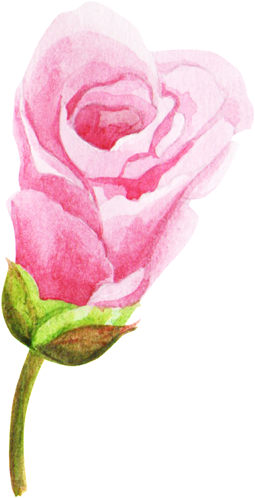 Flower Png Transparent - Hybrid Tea Rose (1024x1814), Png Download