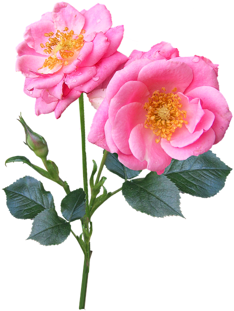 Report Abuse - Garden Roses (482x640), Png Download