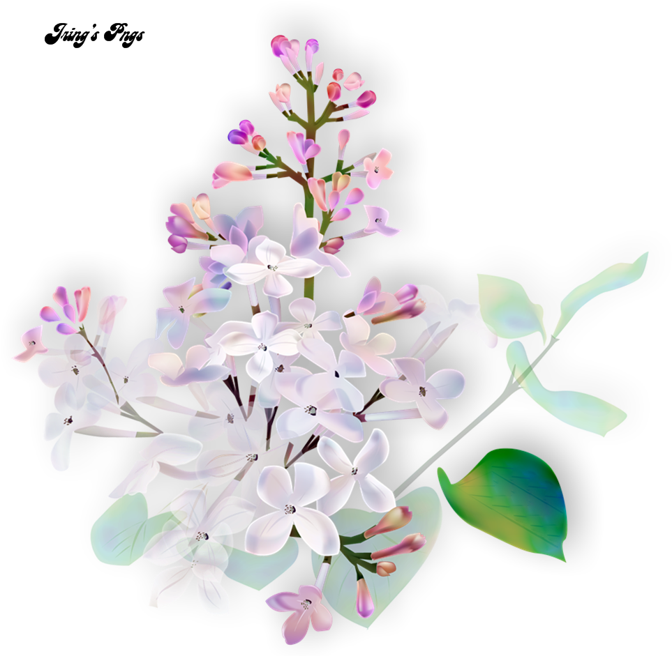 Flores Rosas Png - Clove (1130x946), Png Download