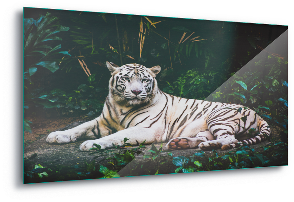 White Tiger Wild Animal Canvas Amp Glass Wall - Tigre Branco (1600x1105), Png Download