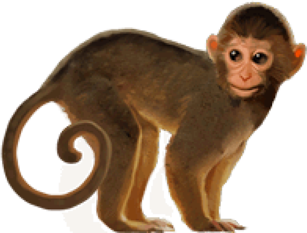 Monkey Png Transparent Images (640x480), Png Download