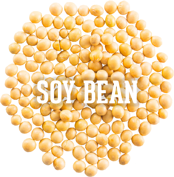 Soy Bean (850x709), Png Download