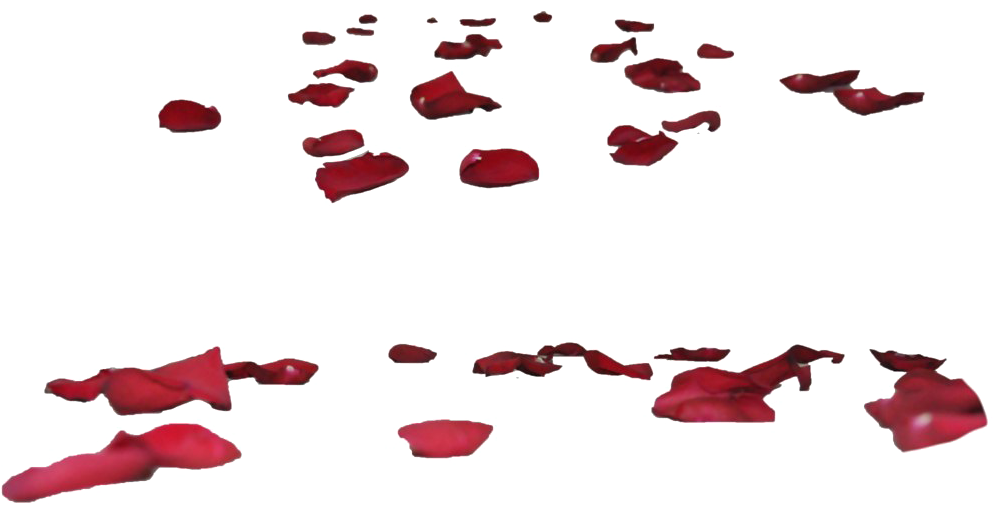 Rose Petals Transparent Images - Rose Petals Ground Png (1024x565), Png Download
