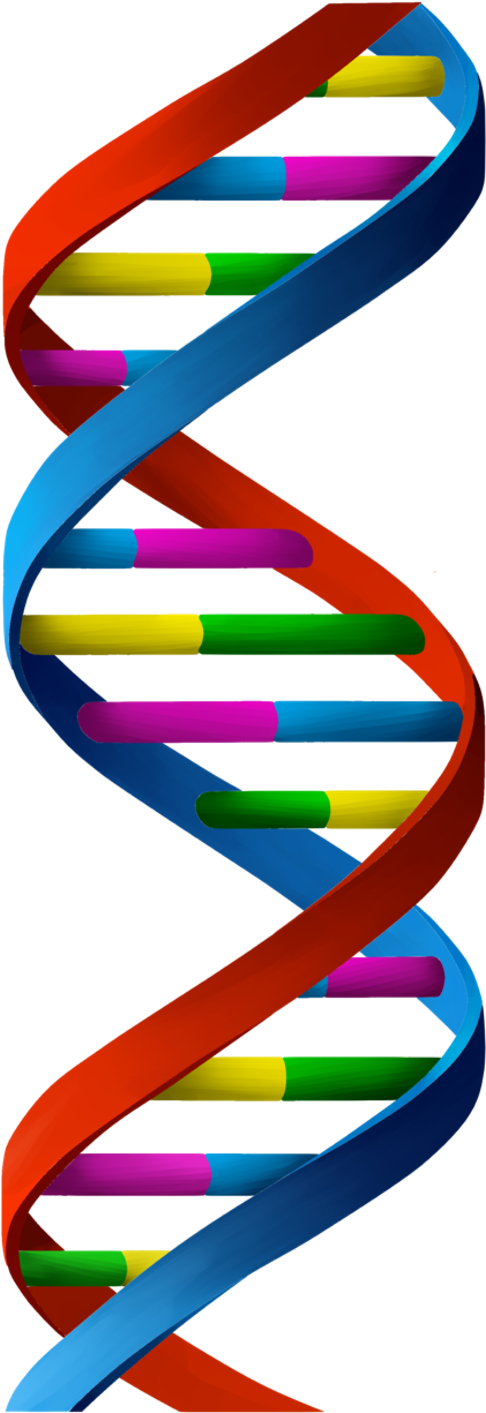 Transparent Dna Vertical Jpg Free Stock - Princess Shroob And Elder Princess Shroob (565x1412), Png Download