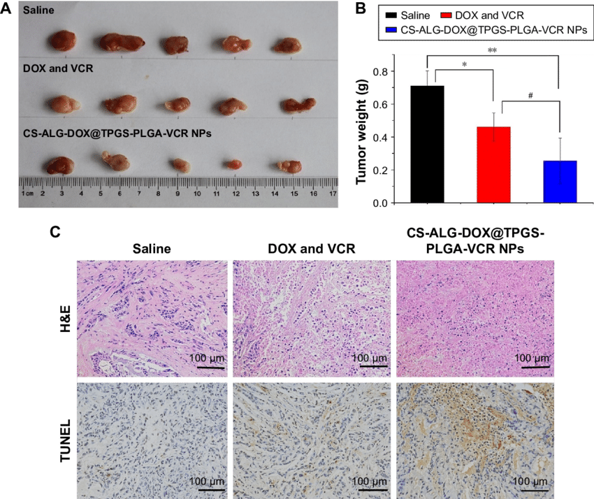 The Comparison Of In Vivo Antitumor Efficiency Between - Dox He Tunel Tumor (850x714), Png Download