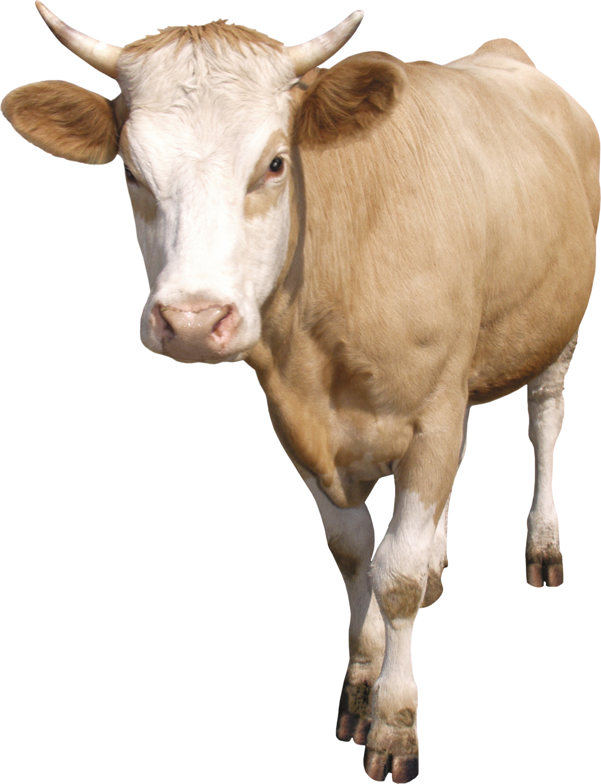 Dairy Cow (1984x2587), Png Download