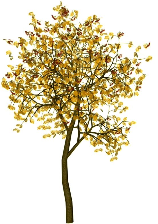 Arboles Png, Paisajismo, Armaduras, Montajes, Arquitectura, - Trees Png Plan (622x799), Png Download