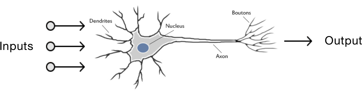 Each Neuron In A Brain Has A Bunch Of Inputs And One - Illustration (1542x468), Png Download