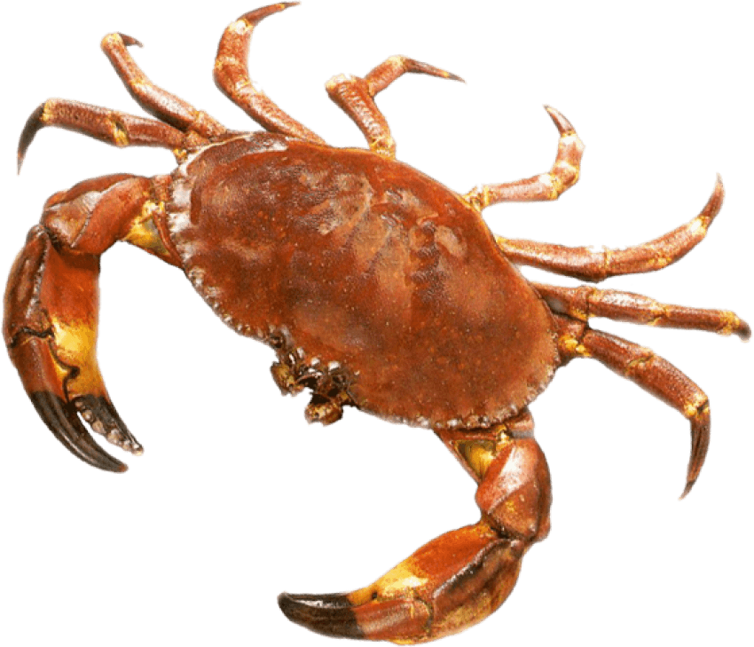 Free Png Crab Png Images Transparent - Bento Fun Learning Adventure Lost In Jungle Dvd - English (850x729), Png Download