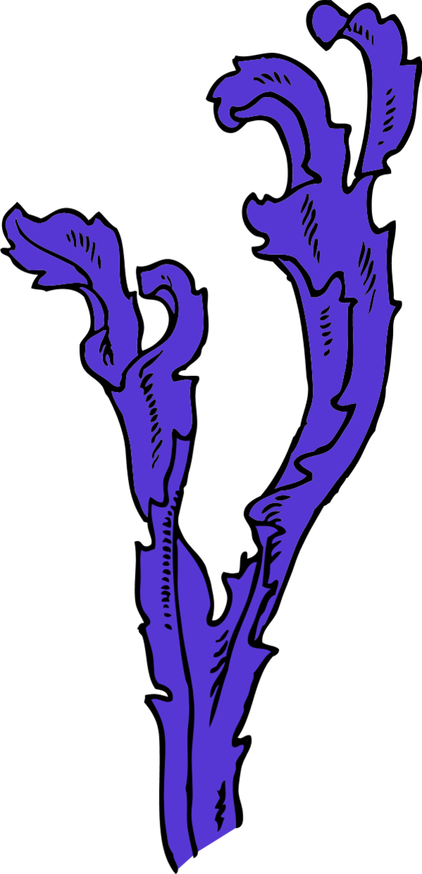 Picture Black And White Stock Best - Purple Seaweed Png (600x1244), Png Download