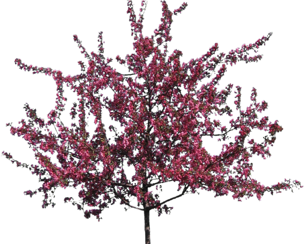 Crab Png Transparent Images - Crab Apple Tree (640x480), Png Download
